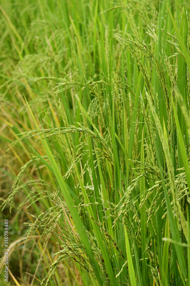 close up of ripening rice in a paddy field close up of ripening rice in a paddy field