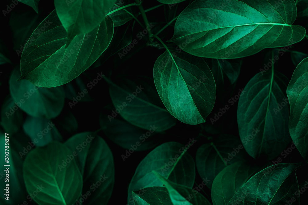 Fototapeta tropical leaves, abstract green leaves texture, nature background