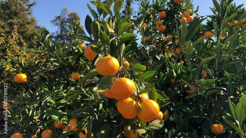 Orange mandarins on trees on plantation at Jeju island