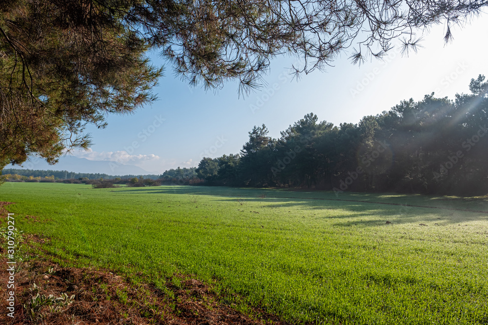 Obraz premium Woodland and the Meadow Behind the Pine Needles