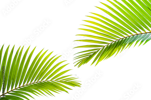 leaves of coconut isolated on white background