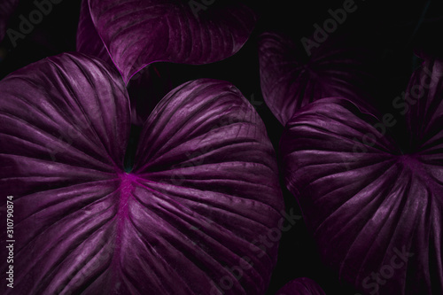 tropical leaves, abstract purple leaves texture, nature background