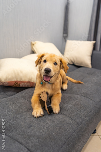 Portrait of naughty golden retriever puppy laying on sofa 