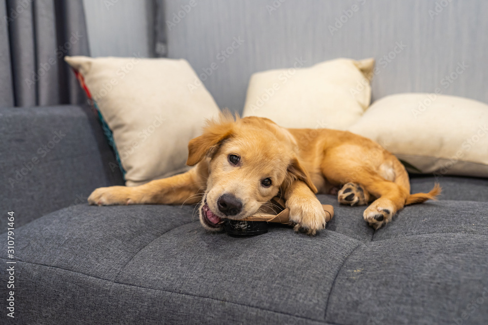 Adorable golden retriever puppy biting a shoes on sofa