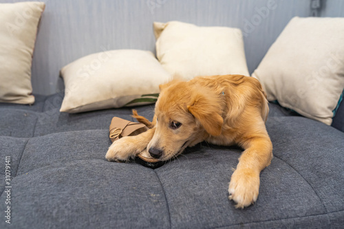 Golden retriever dog biting a female shoe on sofa bed