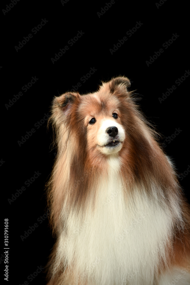 Fototapeta premium シェルティ