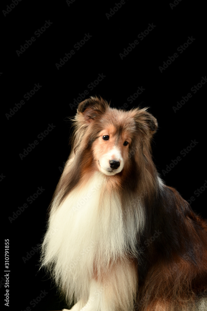 Fototapeta premium シェルティ