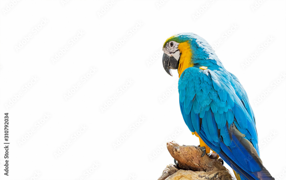 Fototapeta premium Close up Blue and Gold Macaw Perched on Branch Isolated on White Background with Copy Space and Clipping Path