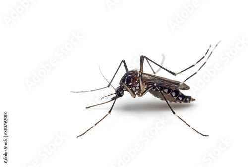 Macro Photo of Yellow Fever Mosquito Isolated on White Background © backiris