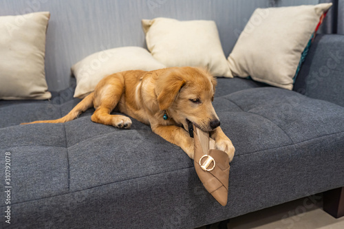Little golden puppy biting his owner's shoe on sofa bed