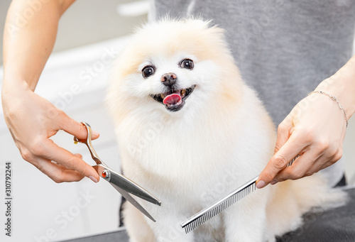 Concept hairdresser for animals, groomer has trimmed happy dog pomeranian spitz