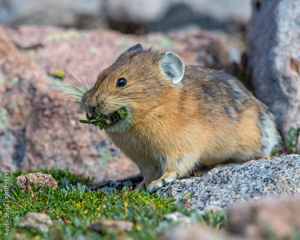 Pika on Mount Evans Colorado Stock Photo Adobe Stock