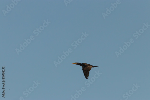 large black cormorant flying through blue sky in washington state