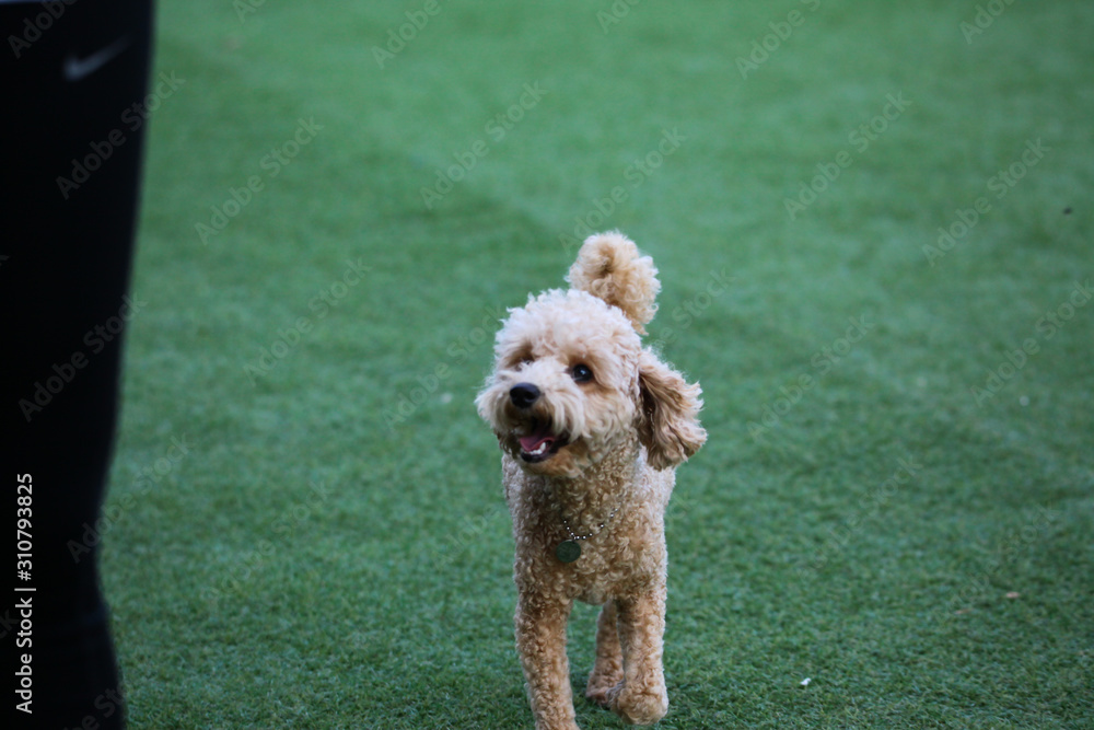 Happy puppies in a private playground Happy puppies in a private playground