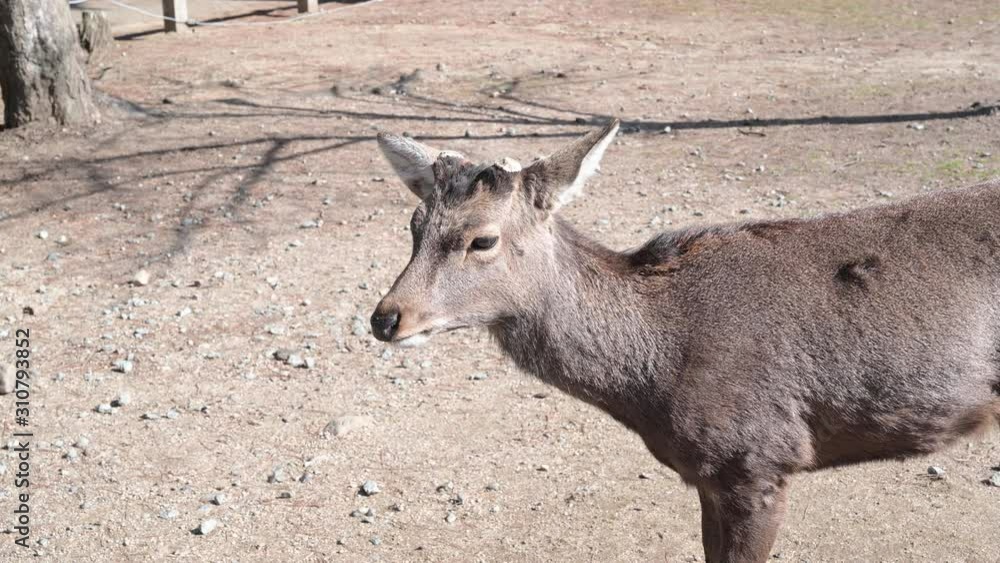 4K : Deer in Nara park at Japan,Young Deer in Nara park,Kansai,Japan. In spring season. 4K : Deer in Nara park at Japan,Young Deer in Nara park,Kansai,Japan. In spring season.