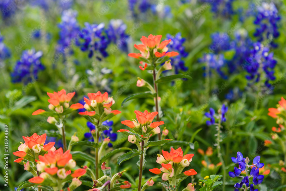 MacroFlowersBlueBonnets2019-1 MacroFlowersBlueBonnets2019-1