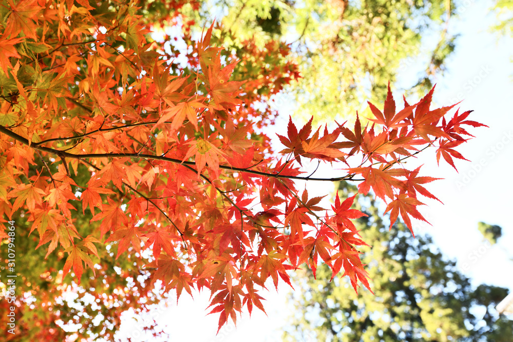 Maple Red Leaves at Fushou Mountain, Taichung, Taiwan Maple Red Leaves at Fushou Mountain, Taichung, Taiwan