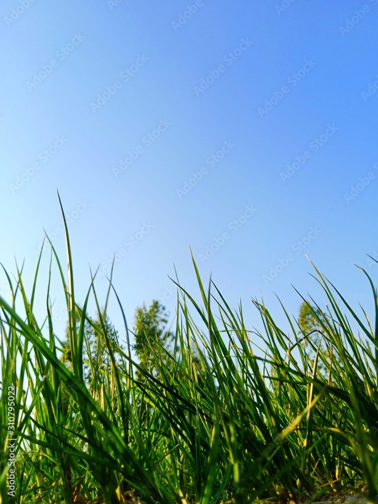 Fototapeta premium Bright vibrant green grass close-up