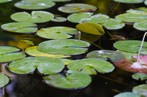 Fototapeta Naklejka Na Ścianę i Meble -  water lilies in pond 