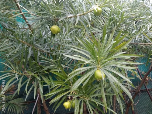 Green leaved tree with fruits in garden