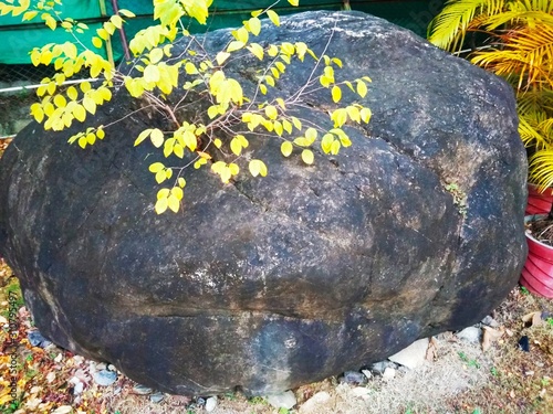 Round shaped stone with moss and a yellow plant 