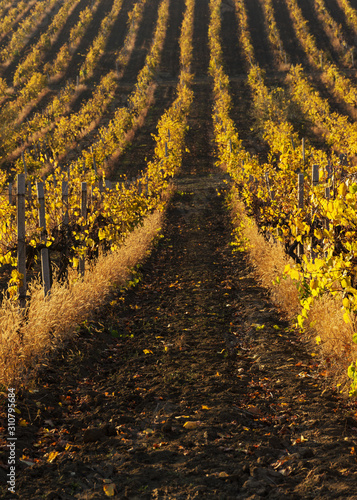 Autumn yellow vineyards in Crimea