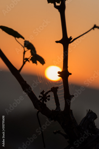 Sunset in the vineyards of Crimea