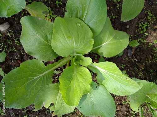 green leaves of spinach vegetable growing in the garden
