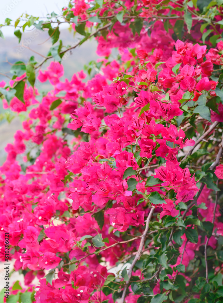 Bougainvillea flowers Bougainvillea flowers