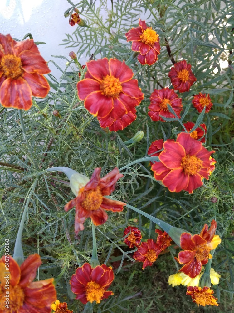 Red marigold flowers with green leaves in the garden Red marigold flowers with green leaves in the garden
