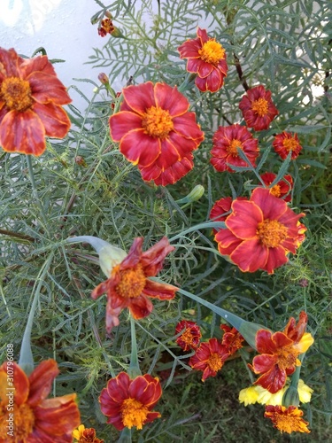 Red marigold flowers with green leaves in the garden
