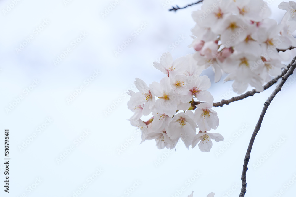 Obraz premium 【写真素材】: 満開の桜 ソメイヨシノ