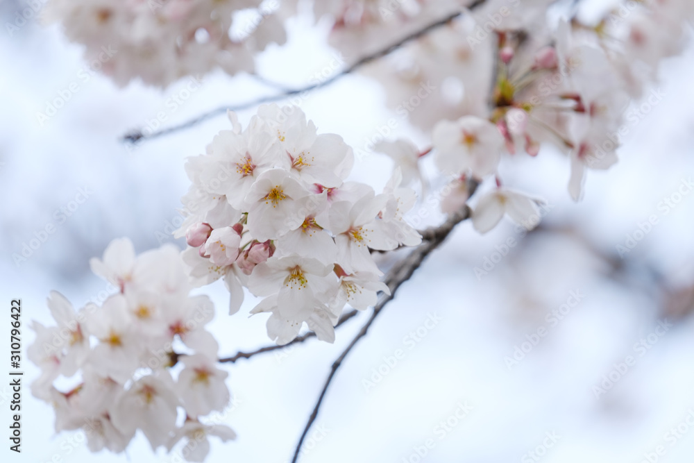 写真素材：桜　ソメイヨシノ　満開　アップ　コピースペース