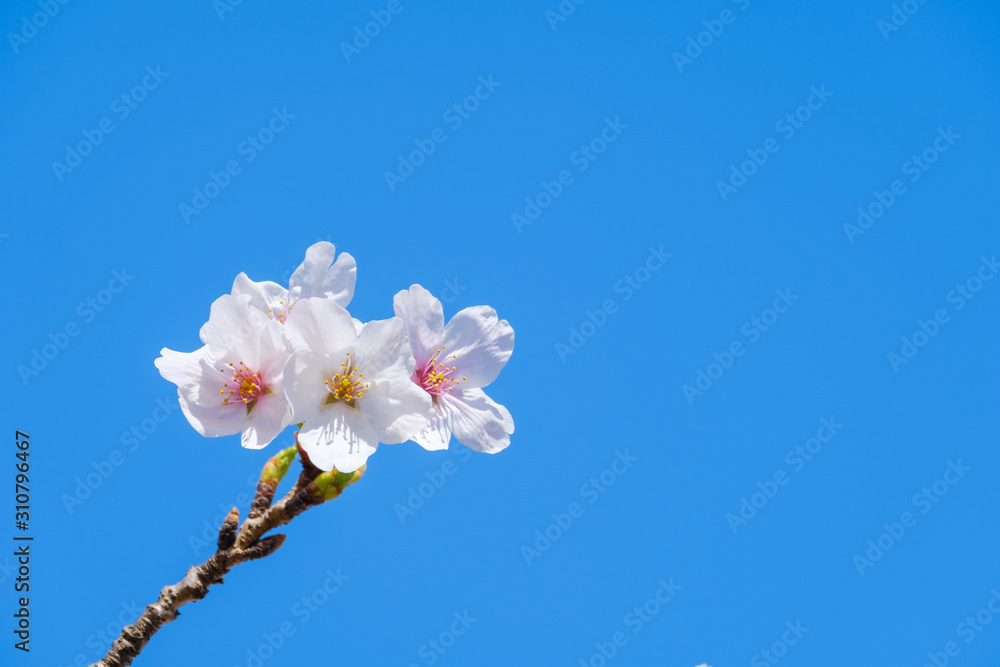 写真素材:桜 ソメイヨシノ 満開 アップ コピースペース 写真素材:桜 ソメイヨシノ 満開 アップ コピースペース
