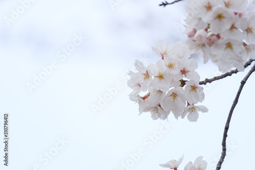 写真素材：桜　ソメイヨシノ　満開　アップ　コピースペース © Rummy & Rummy