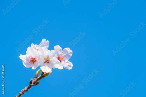 写真素材：桜 ソメイヨシノ 満開 アップ コピースペース