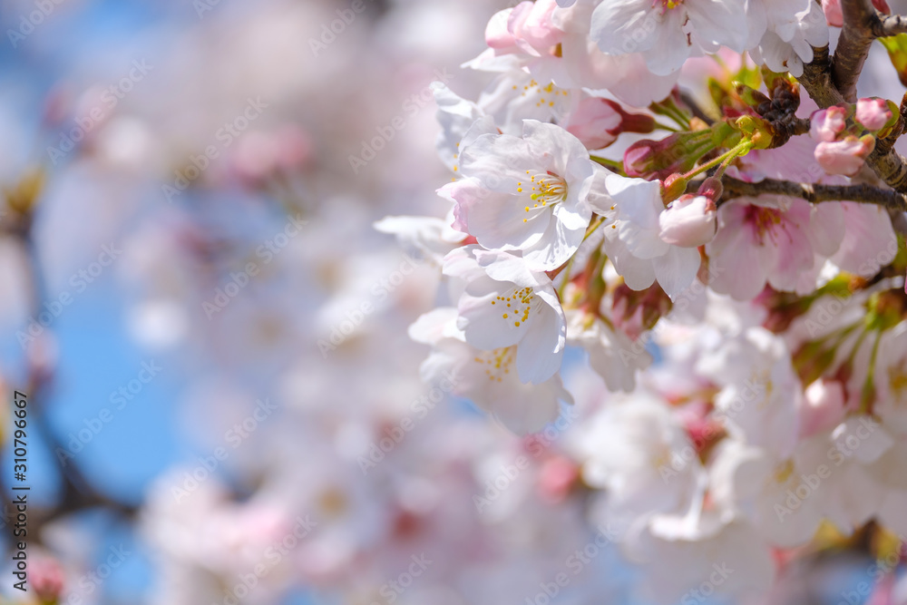 写真素材：桜　ソメイヨシノ　満開　アップ　コピースペース