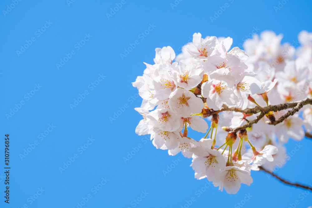 写真素材：桜　ソメイヨシノ　満開　アップ　コピースペース