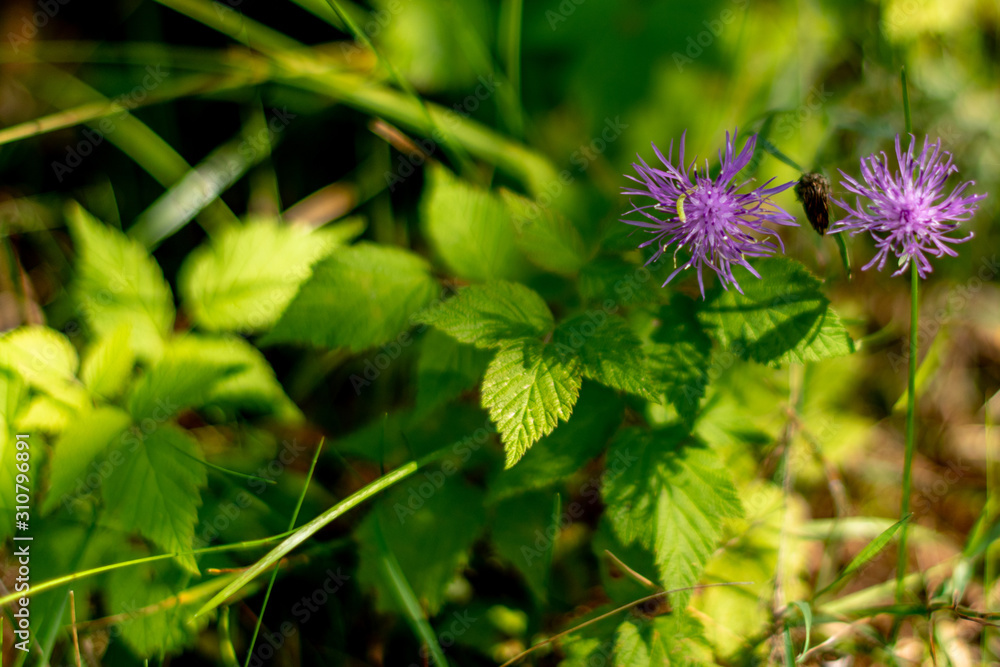 Purple Thistle