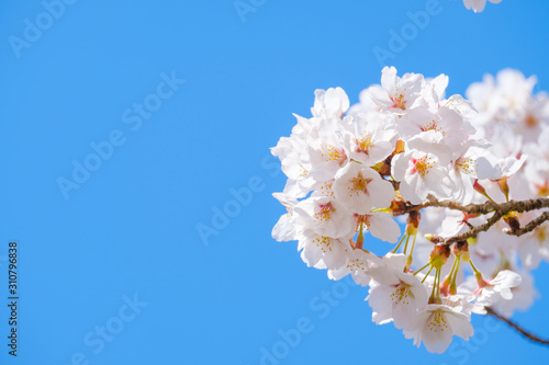 写真素材：桜 ソメイヨシノ 満開 アップ コピースペース