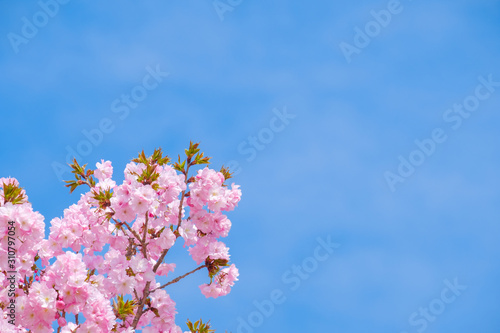 【写真素材】：山桜 さくら 満開 春イメージ