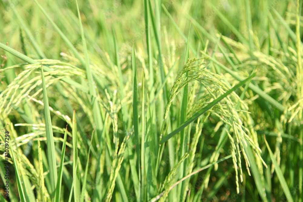 Ear rice in farm of northern thailand Ear rice in farm of northern thailand