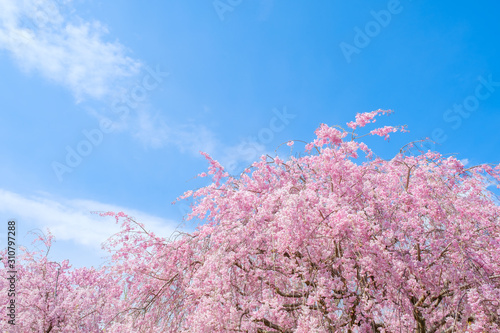 【写真素材】：桜 しだれ桜 満開 4月 春イメージ