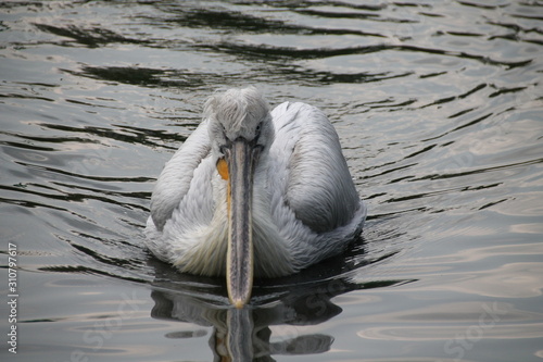 white pelican in water