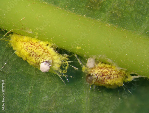 Seychelles scale, Icerya seychellarum (Hemiptera: Monophlebidae) is the dangerous pest of avocado, mango and citrus trees in the Mediterranean Basin  photo