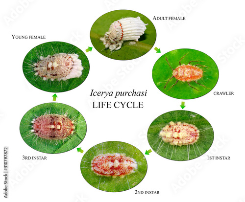 Cottony Cushion Scale, Icerya purchasi (Hemiptera: Monophlebidae) is the dangerous pest of citrus trees in the Mediterranean Basin  photo