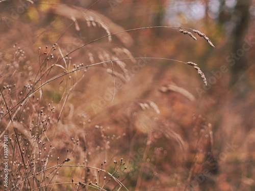 Autumnal grass