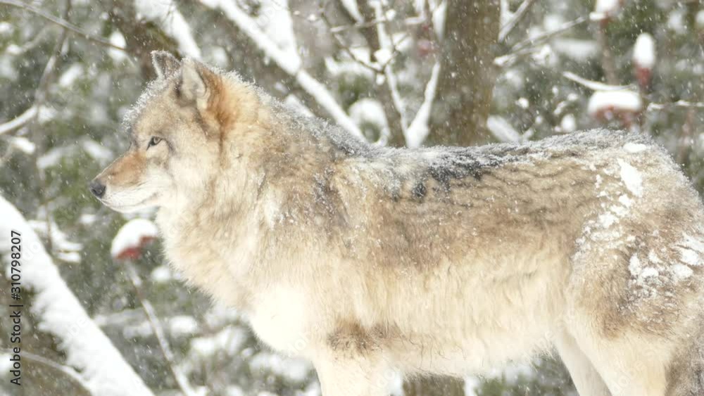 Snowfall creates a light coating of fresh snow on wolf's fur while it is standing Snowfall creates a light coating of fresh snow on wolf's fur while it is standing