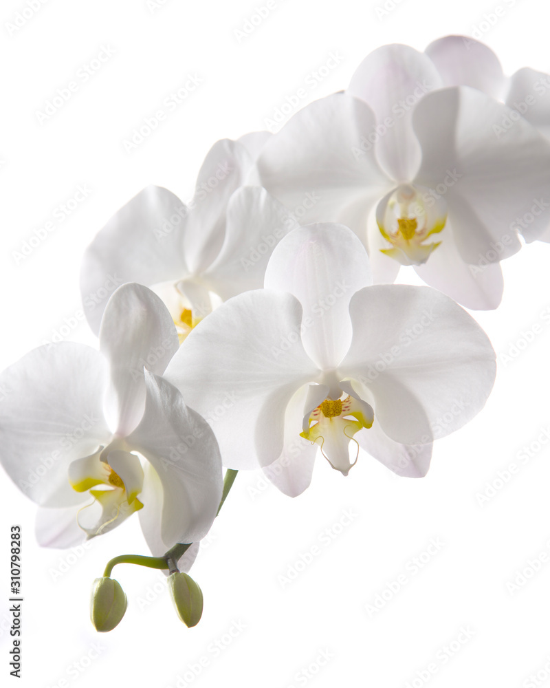 Obraz premium White Orchid Isolated on White Background