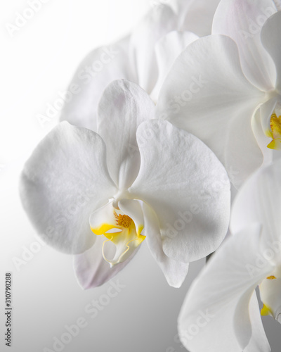 White Orchid on White Background